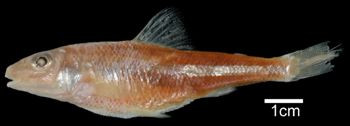 Media type: image; Ichthyology 21649